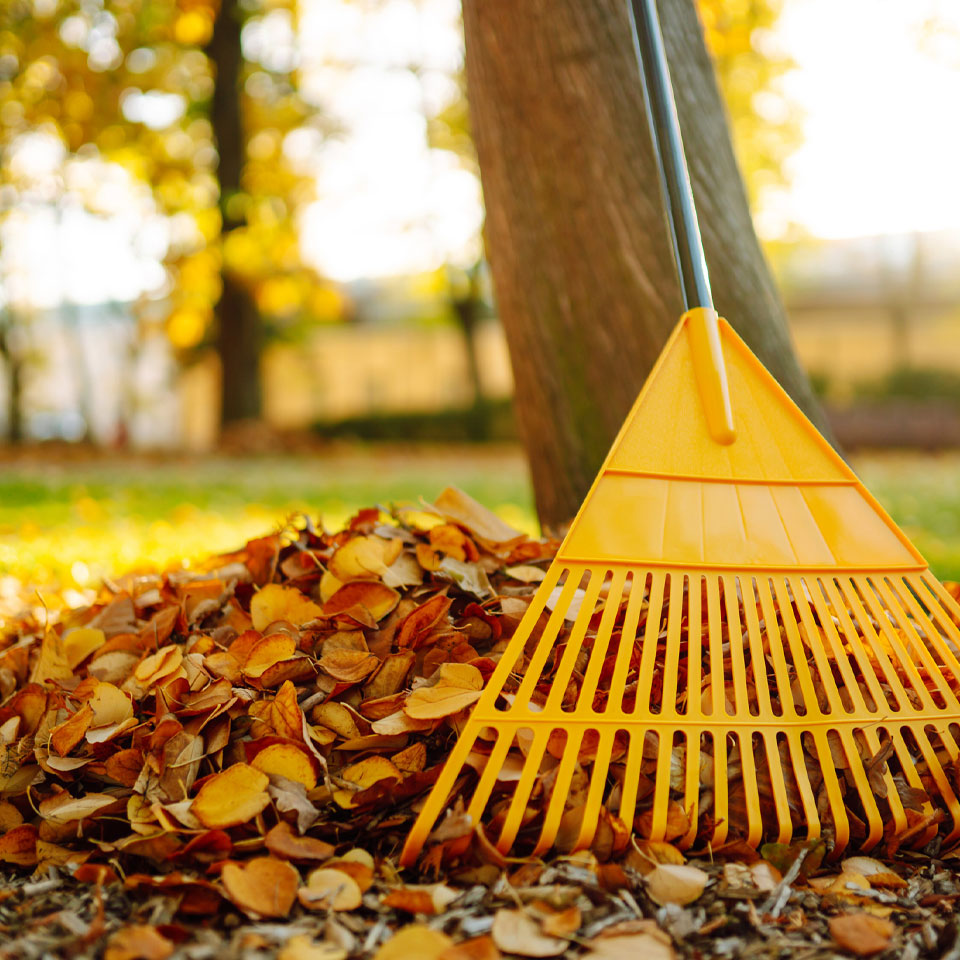 Yard Cleanup